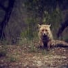 Ceren Tasci avatar